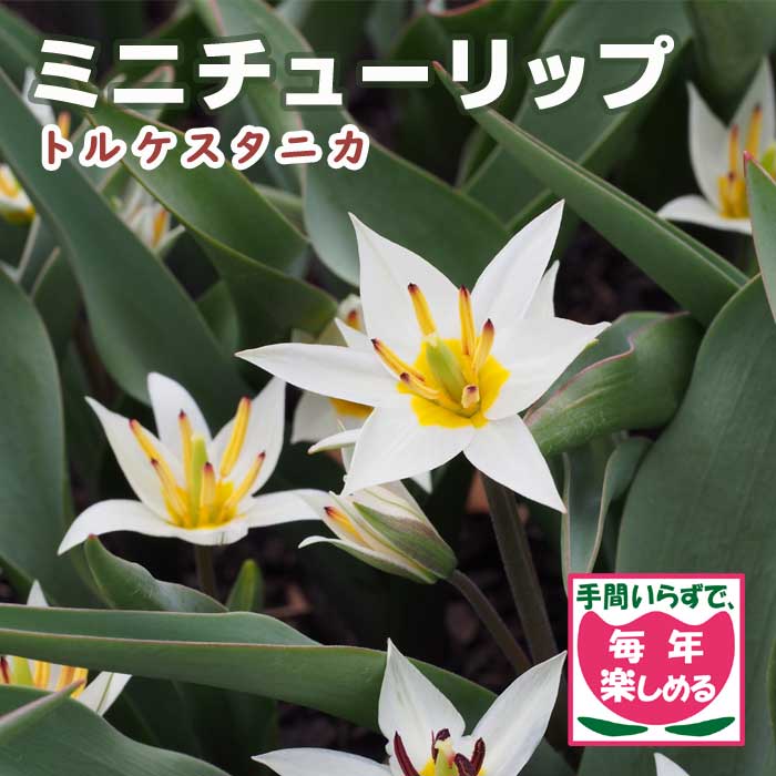 原種 ミニ チューリップ 球根 トルケスタニカ 7球 植えっぱなし 毎年花