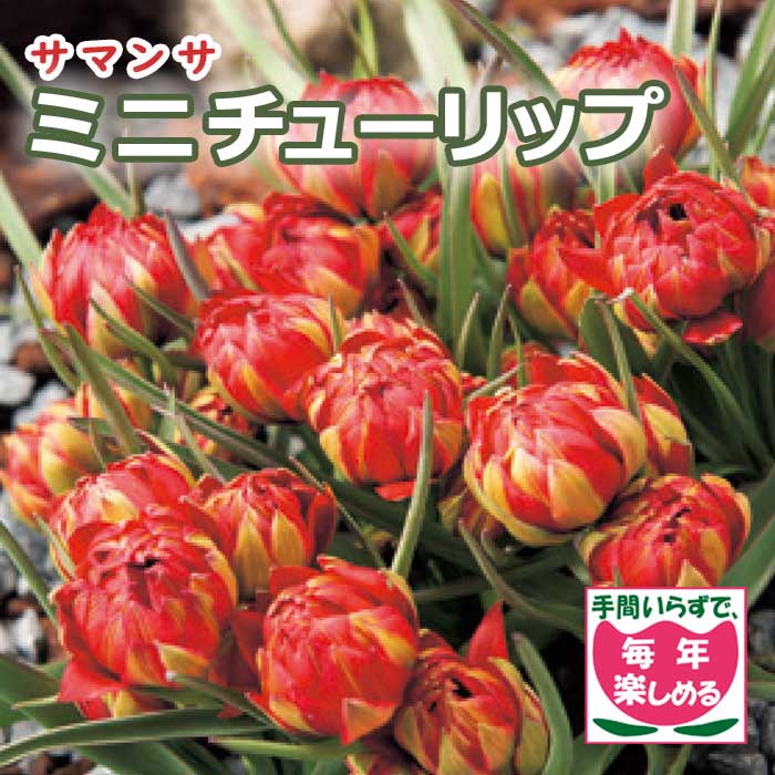  ߥ 塼å 庬 ޥ 4 äѤʤ ǯ֤餯  ֤