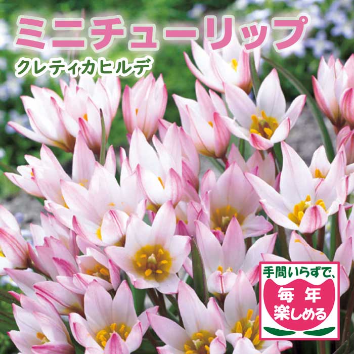  ߥ 塼å 庬 ƥҥ 4 äѤʤ ǯ֤餯  ֤