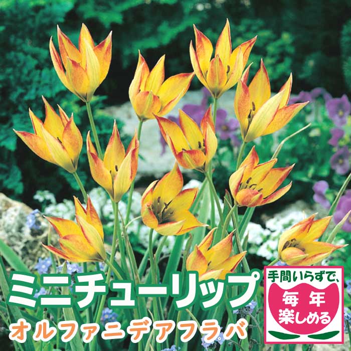  ߥ 塼å 庬 ե˥ǥե 7 äѤʤ ǯ֤餯  ֤