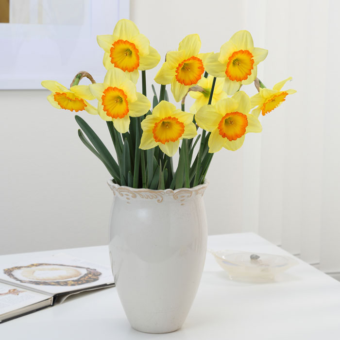 水仙 球根 ガーデンジャイアント 2球 大 カップ咲き スイセン 秋植え