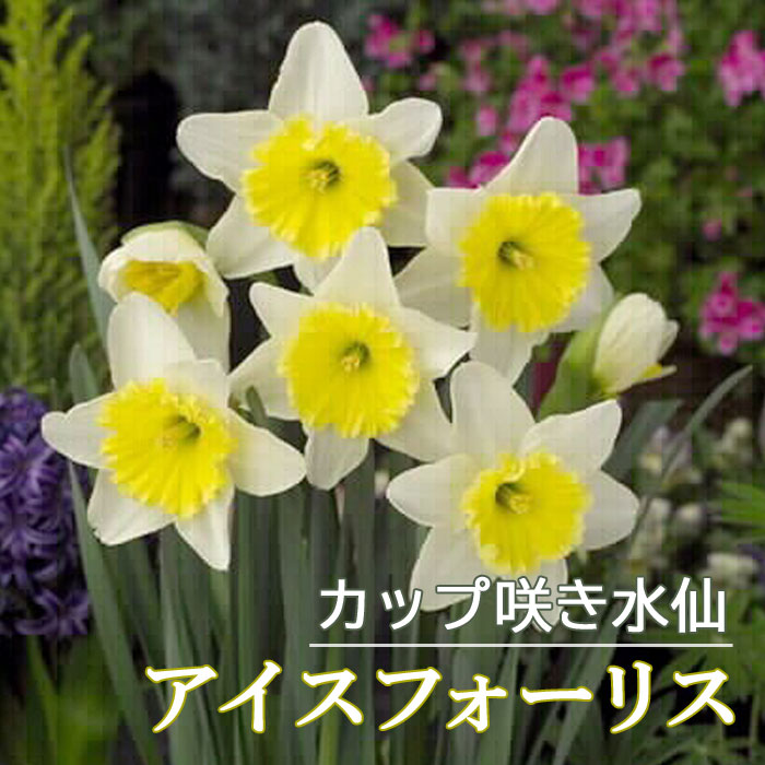 ���� �庬 �������ե����ꥹ 2�� �� ���å׺餭 �������� ������ �ץ�󥿡����� �󤻿��� �֤�����