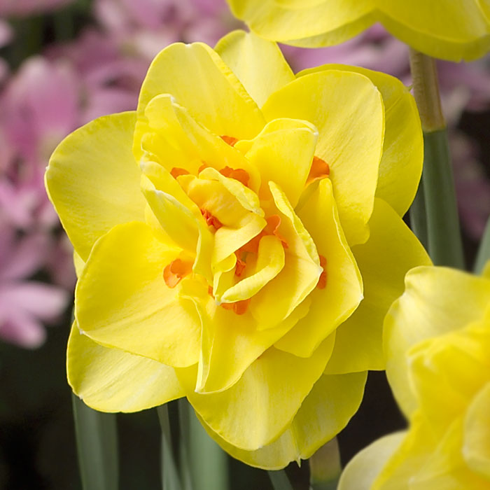 水仙球根 2球 2個 イエロー 黄色 八重咲き フリフリ ひらひら 水仙球根 2球 2個 イエロー 黄色 八重咲き フリフリ ひらひら