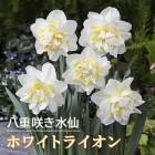 ���� �庬 �ۥ磻�ȥ饤���� 2�� Ȭ�ź餭 �������� ������ �ץ�󥿡����� �󤻿��� �֤�����