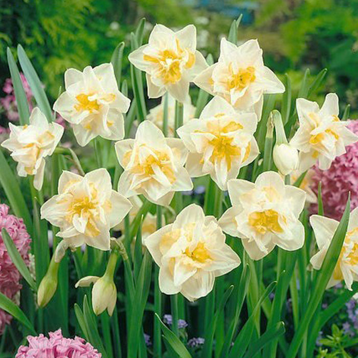 もち様　水仙球根 水仙 球根 ホワイトライオン 2球 八重咲き スイセン 秋植え プランター