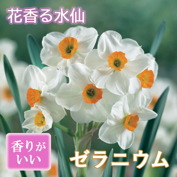 10月上中旬より発送・早割】 花香る 水仙 球根 【 ゼラニウム 】2球