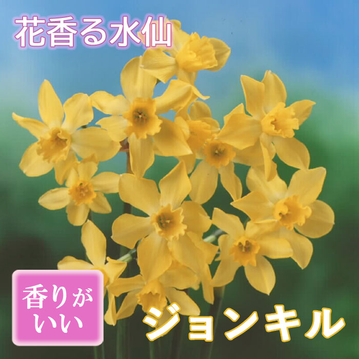 花香る 水仙 球根 【 ジョンキル 】3球 スイセン 切り花にも 秋植え