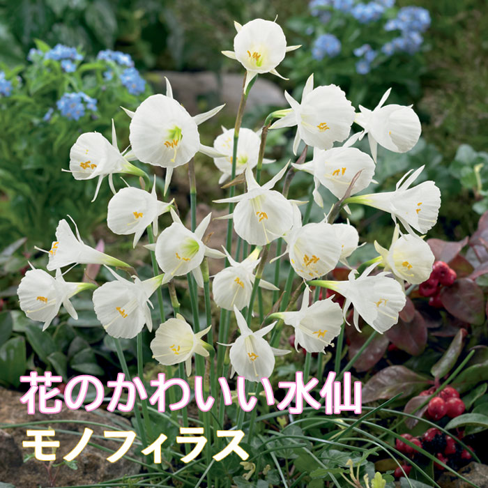 �庬 ������ �ߥ� �֤Τ��襤������ ��Υե��饹 3�� ��������