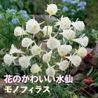 �庬 ������ �ߥ� �֤Τ��襤������ ��Υե��饹 3�� ��������