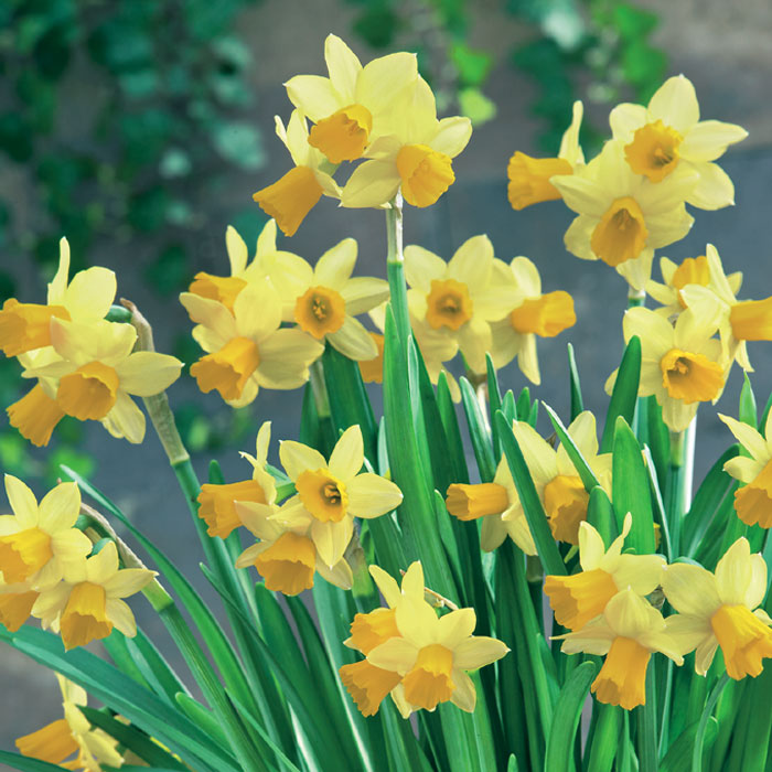 花のかわいい ミニ 水仙 球根 【 テタテート 】3球 スイセン 寄せ植え