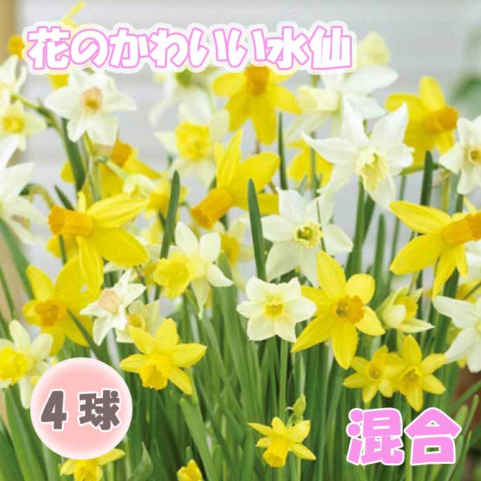 ֤Τ襤 ߥ  庬   ۣ  󤻿 ƥ ȭ   ֤