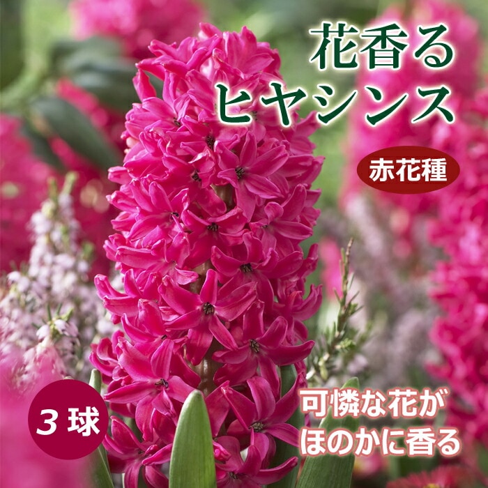 ��10�����ܤ��ȯ�������� �ֹ�� �ҥ䥷�� �庬 �ֲּ� 3�� ��å� ˧���� ������ �ץ�󥿡����� ���� ����� �֤�����