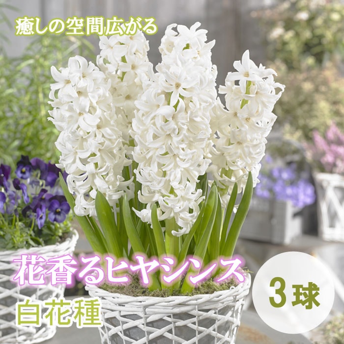 �ֹ�� �ҥ䥷�� �庬 ��ּ� 3�� �ۥ磻�� ˧���� ������ �ץ�󥿡����� ���� ����� �֤�����