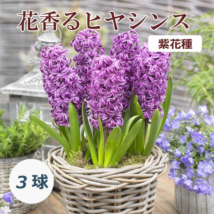 10月上中旬より発送・早割】 花香る ヒヤシンス 球根 紫花種 3球