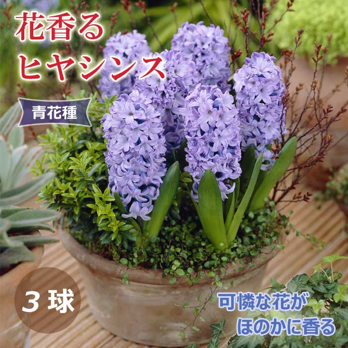 ��10�����ܤ��ȯ�������� �ֹ�� �ҥ䥷�� �庬 �Ĳּ� 3�� �֥롼 ˧���� ������ �ץ�󥿡����� ���� ����� �֤�����