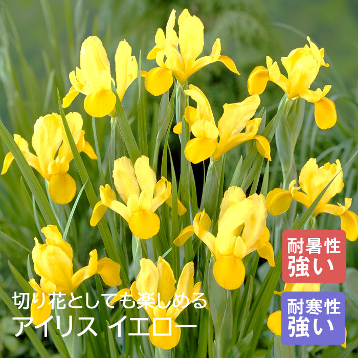 ꥹ 庬   8  󤻿  ǥ˥  鿴Ը ֤