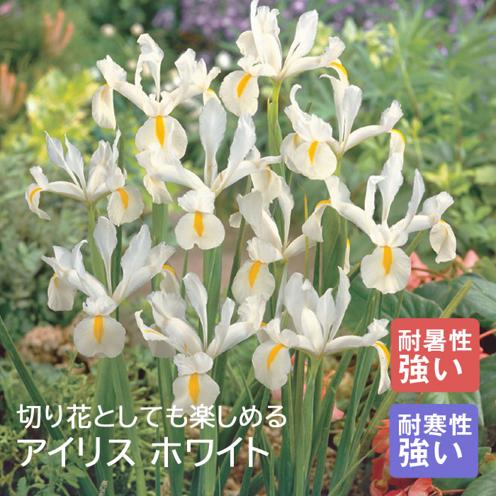 ꥹ 庬  ۥ磻 8  󤻿  ǥ˥  鿴Ը ֤