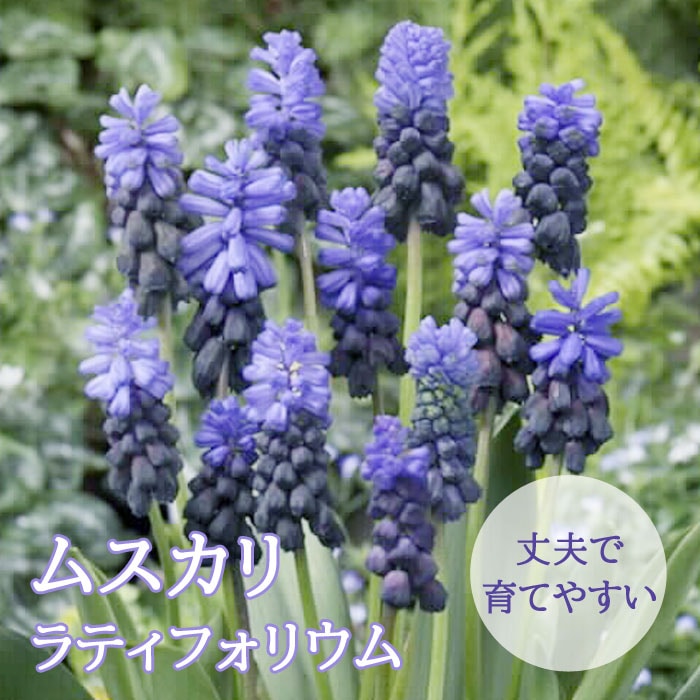 ムスカリ 【 ラティフォリウム 】 球根 10球 秋植え コレクション 寄せ
