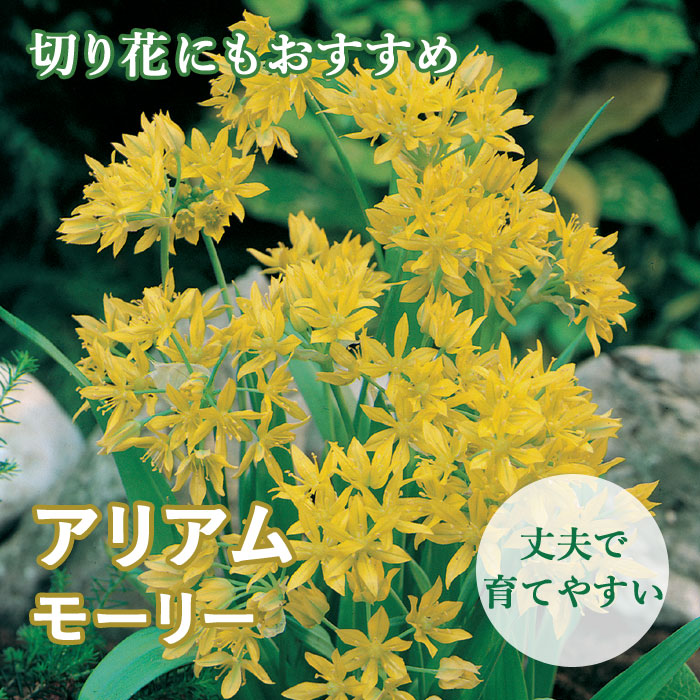 ֤Τ襤 ꥢ ꥦ  ⡼꡼  庬 10  鿴Ը Ƥ䤹 ǥ˥ ֤