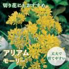 ֤Τ襤 ꥢ ꥦ  ⡼꡼  庬 10  鿴Ը Ƥ䤹 ǥ˥ ֤