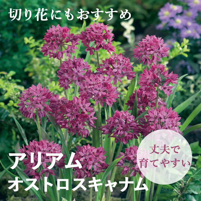 ֤Τ襤 ꥢ ꥦ  ȥʥ  庬 10  鿴Ը ǥ˥ ֤