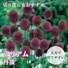 ֤Τ襤 ꥢ ꥦ  ðĺ  庬 12  鿴Ը Ƥ䤹 ǥ˥ ֤