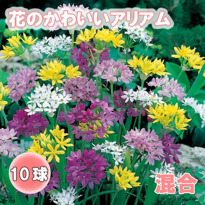 ֤Τ襤 ꥢ ꥦ    庬 10  鿴Ը Ƥ䤹 ǥ˥ ֤