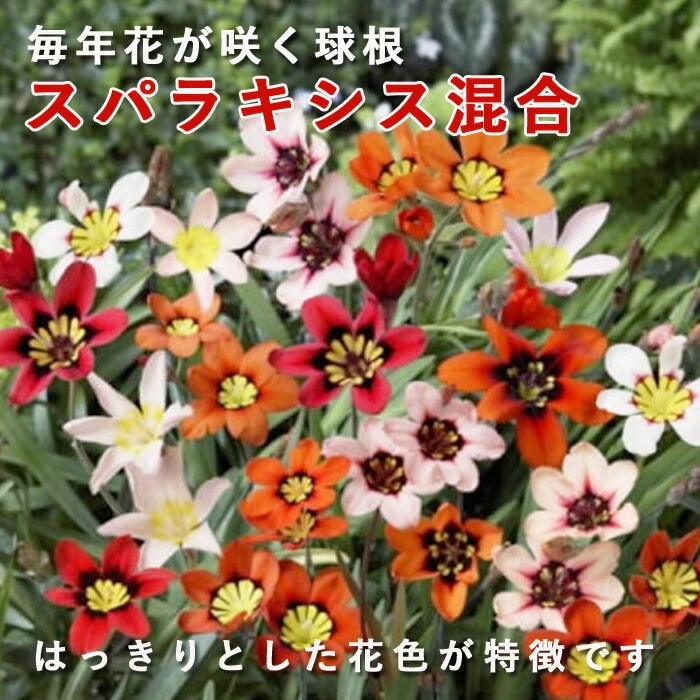��10�����ܤ��ȯ�������� ���ѥ饭���� ���� �庬 10�� �����äѤʤ� ������ �󤻿��� �ץ�󥿡� ���� ��ǯ�֤��餯 �֤�����