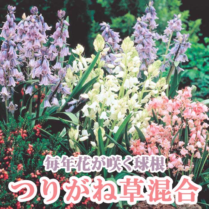 Ĥ꤬  庬 5 äѤʤ  󤻿 ץ󥿡  ǯ֤餯 ֤