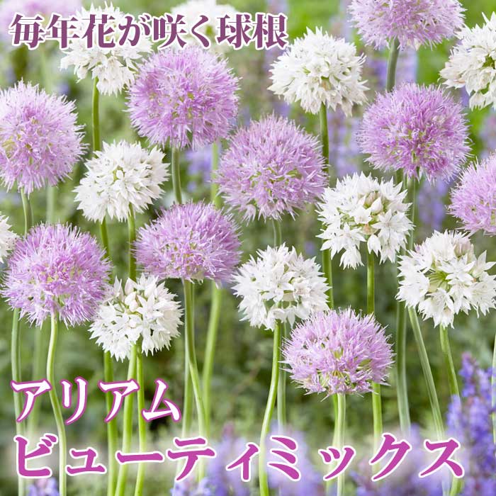 ꥢ ꥦ ӥ塼ƥߥå 庬 4 äѤʤ  󤻿 ץ󥿡 ǯ֤餯 ֤