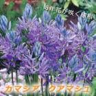 ޥ ޥ 庬 5 äѤʤ  󤻿 ץ󥿡  ǯ֤餯 ֤