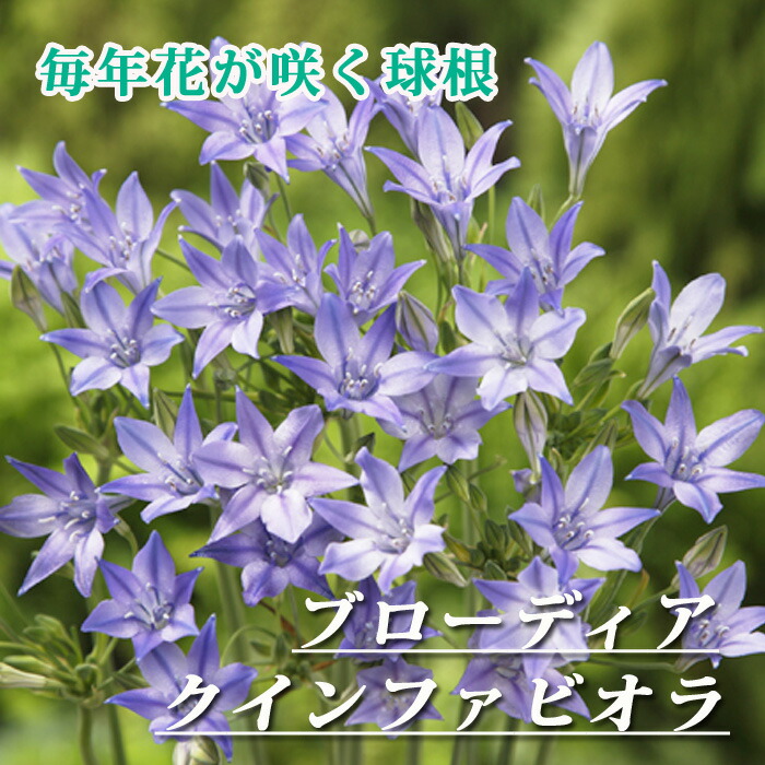 �֥����ǥ��� ������ե��ӥ��� �庬 10�� �����äѤʤ� ������ �󤻿��� �ץ�󥿡� ���� ��ǯ�֤��餯 �֤�����