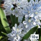 ץ˥ ХΥ 庬 10 äѤʤ  󤻿 ץ󥿡  ǯ֤餯 ֤