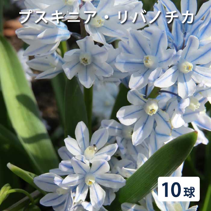 10月上中旬より発送・早割】 プスキニア リバノチカ 球根 10球 植えっ