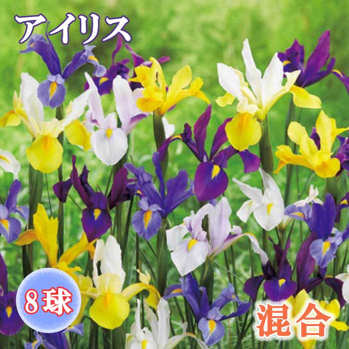 ꥹ 庬   8  󤻿  ǥ˥  鿴Ը ֤