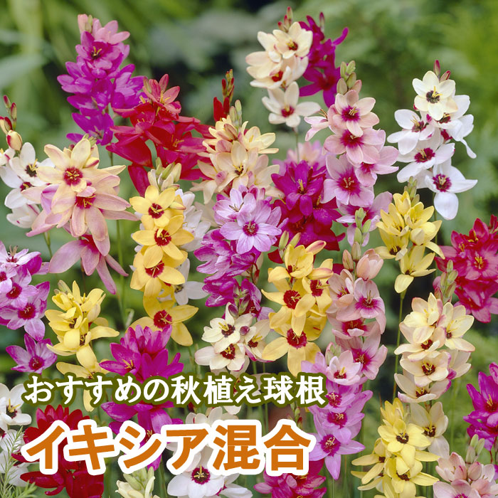 ��10�����ܤ��ȯ�������� �������� ���� �庬 8�� ������ �Х饨�ƥ� �󤻿��� �ץ�󥿡� ���� �����ǥ˥� �֤�����