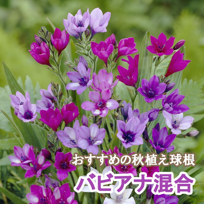 ��10�����ܤ��ȯ�������� �Хӥ��� ���� �庬 12�� ������ �Х饨�ƥ� �󤻿��� �ץ�󥿡� ���� �����ǥ˥� �֤�����
