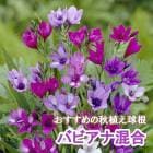 ��10�����ܤ��ȯ�������� �Хӥ��� ���� �庬 12�� ������ �Х饨�ƥ� �󤻿��� �ץ�󥿡� ���� �����ǥ˥� �֤�����