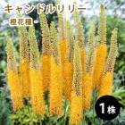 �����ɥ��꡼ �� �ּ� 1�� �庬 ����� �����륹 �ǥ����ȥ����ɥ� �ܡ����� ������ �߿��� �֤�����