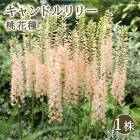 �����ɥ��꡼ �� �ּ� 1�� �庬 �ԥ� �����륹 �ǥ����ȥ����ɥ� �ܡ����������ǥ� ������ �߿��� �֤�����