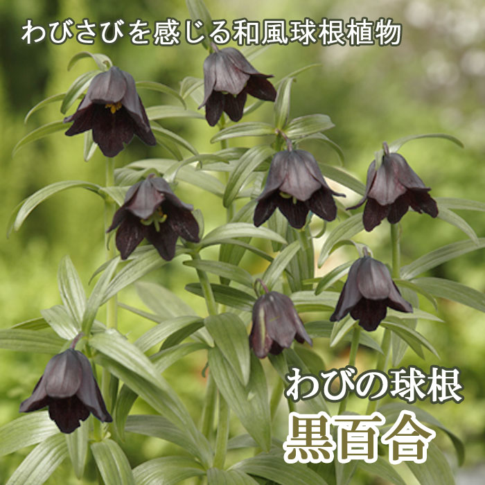 ɴ 庬 2 Ӥε庬     ǥ ֤