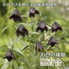 ɴ 庬 2 Ӥε庬     ǥ ֤