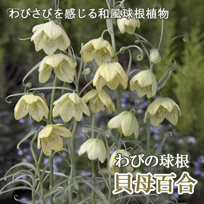 ɴ 庬 2 Ӥε庬 Х    ǥ ֤