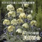 ɴ 庬 2 Ӥε庬 Х    ǥ ֤