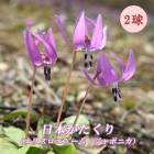    ꥹ˥塼 ݥ˥  庬 2 Ӥε庬   ǥ ֤