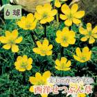  Ĥ֤  󥷥 ꥷ  庬 6 Ӥε庬   ǥ ֤