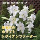 Ŵˤɴ�� �� �ۥ磻�ȥȥ饤����ե������� �� �庬 2�� �ƥåݥ� ��� Lily ɴ�� ������ �߿��� ȭ���� �֤�����