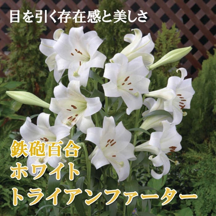 いちご様　確認用　白い百合の球根 10月上中旬より発送・早割】 鉄砲百合 【 ホワイトトライアン