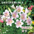 ��10�����ܤ��ȯ�������� Ŵˤɴ�� �� ���� �� �庬 2�� ø���ԥ� �ƥåݥ� ��� Lily ɴ�� ������ �߿��� ȭ���� ���� �֤�����