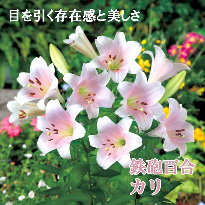 10月上中旬より発送・早割】 鉄砲百合 【 カリ 】 球根 2球 淡いピンク